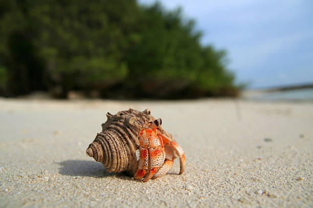 Can You Use Aquarium Salt for Hermit Crabs: Ultimate Care Guide