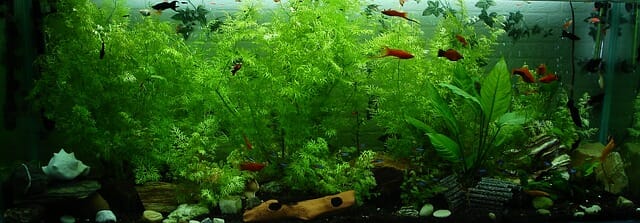 How to Dim Aquarium Lights: Ways, Reason, Benefits and Factors - HomeTanks