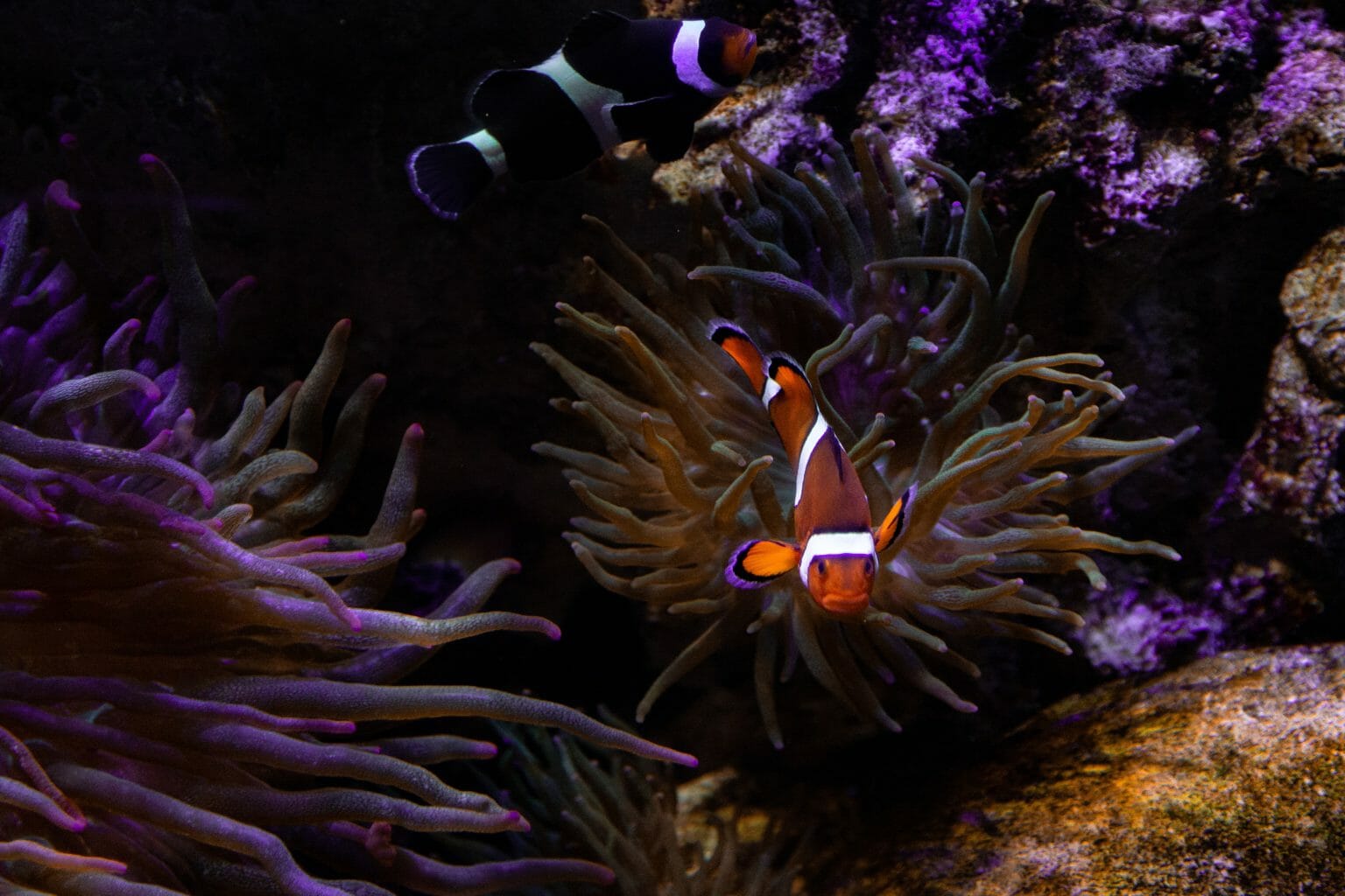 do-clownfish-change-genders-what-you-need-to-know