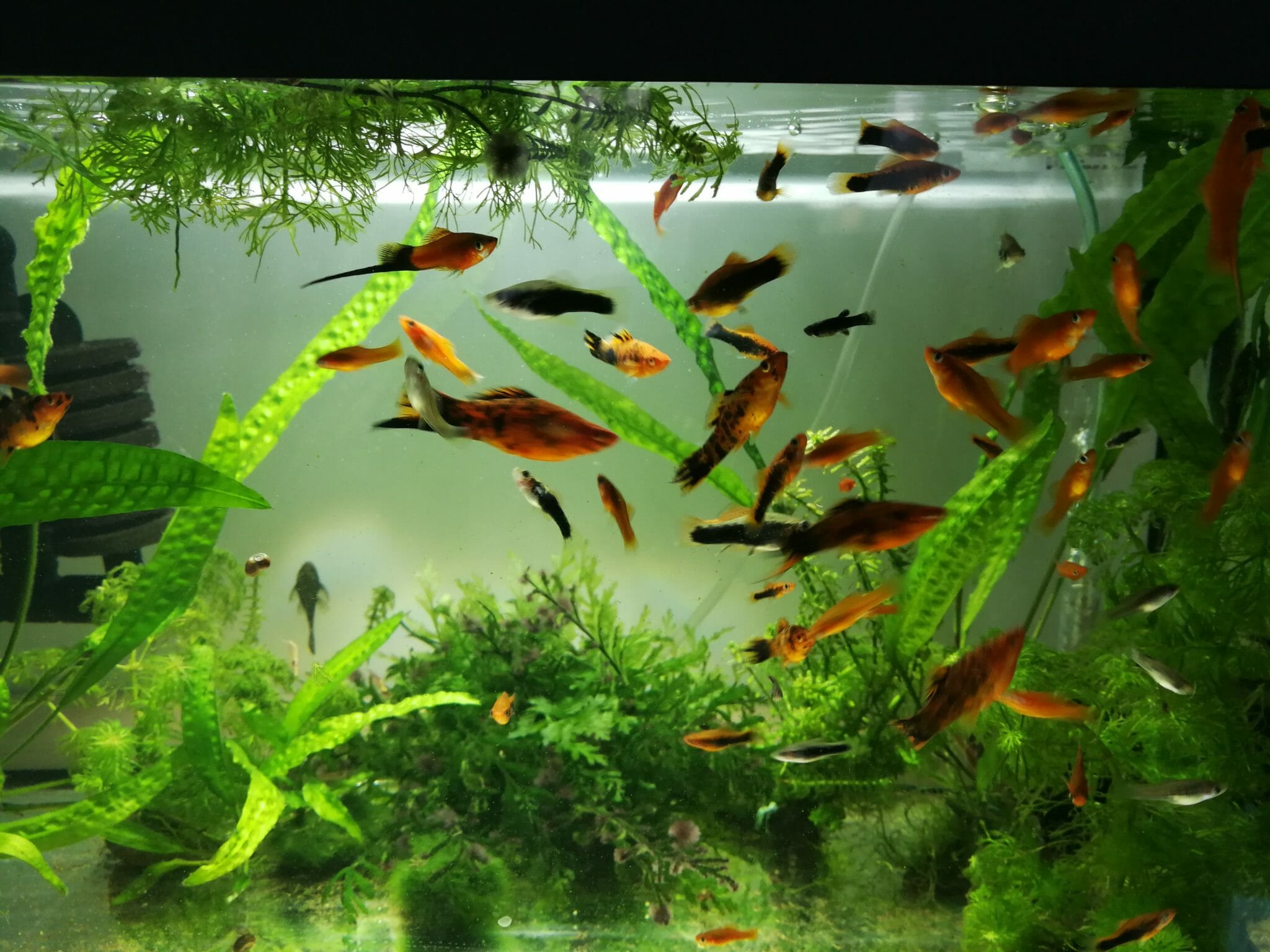 worst-aquarium-fish-the-most-challenging-species-to-keep-hometanks