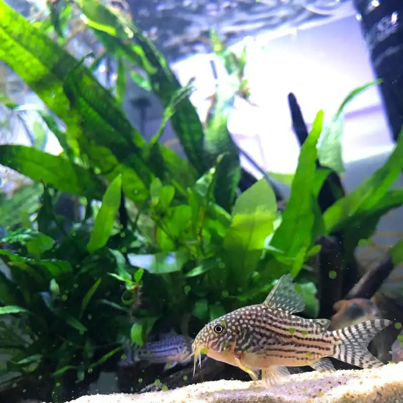 What Temperature Do Cory Catfish Like: How to Set the Perfect