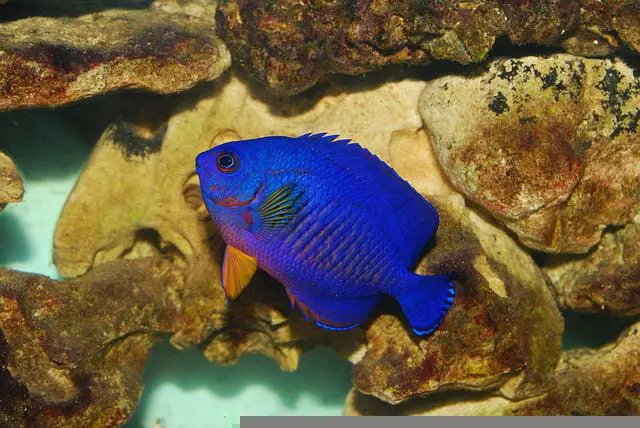 are-dwarf-angelfish-freshwater-or-saltwater-fish-hometanks