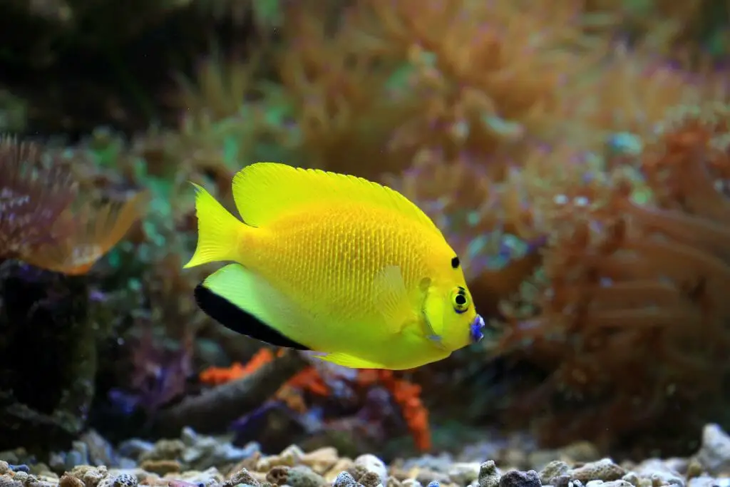 Are Dwarf Angelfish Freshwater or Saltwater Fish? - HomeTanks