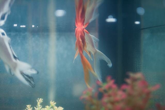 How to Breed Fantail Goldfish: Steps, Proper Conditions, and Tips