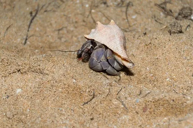 Hermit Crab Average Lifespan: Common Death Reasons in the Wild and