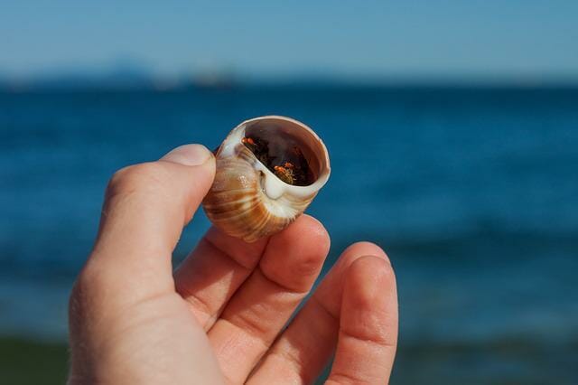 Hermit Crab Without Shell Die Can Hermit Crabs Survive Without Shell 