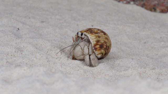 Do Hermit Crabs Bite: Handling Tips to Prevent Any Bites - HomeTanks