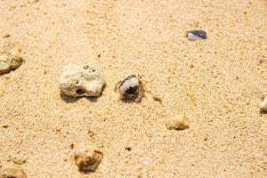 Do Hermit Crabs Lay Eggs: Breeding, Mating, and Reproduction Process