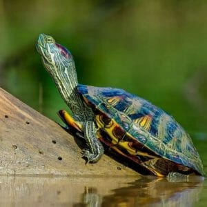 When Do Red-Eared Slider Turtles Lay Eggs: Facts and Guidelines - HomeTanks