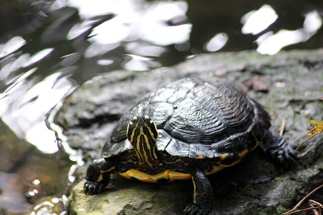 How Long Are Red-Eared Slider Turtles Pregnant: Tips in Taking Care of ...