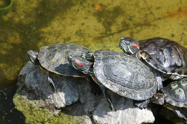 Do Red-Eared Slider Turtles Bite: Reasons and Prevention - HomeTanks