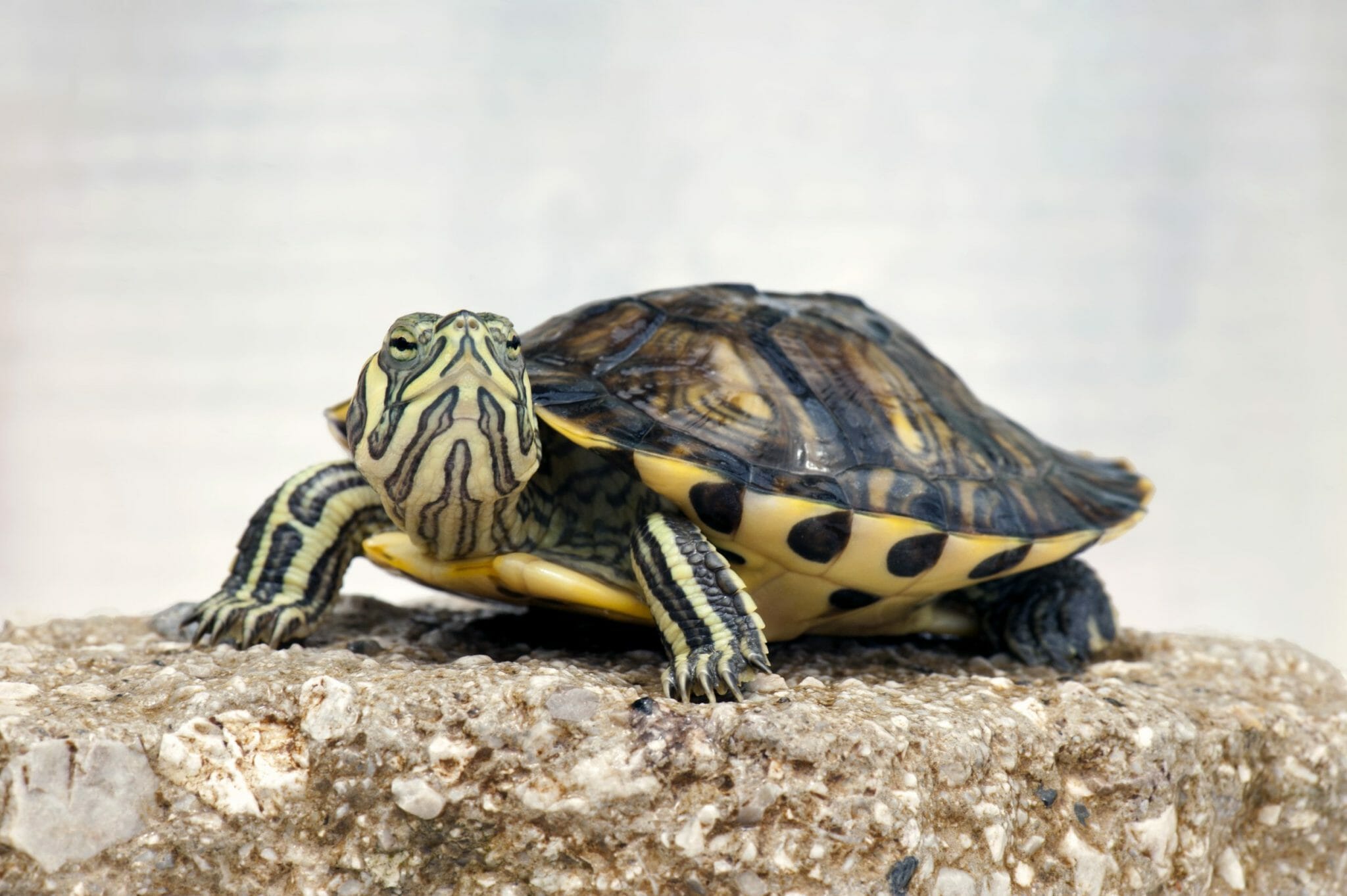 Can Baby Red Eared Sliders Eat Fruit