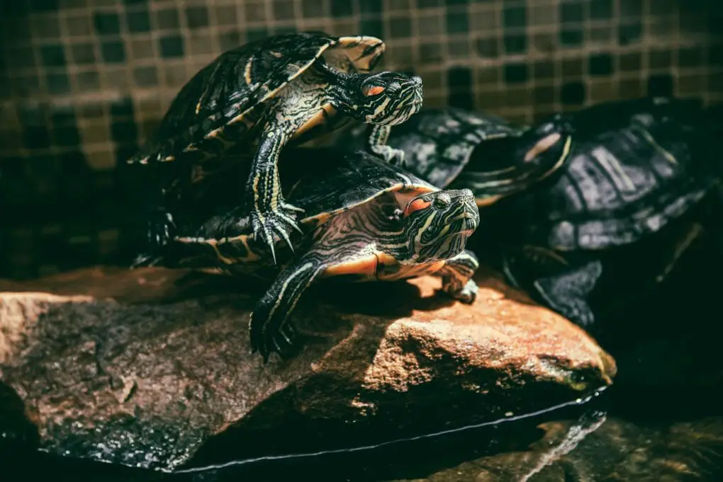 Red Eared Slider Male or Female: Distinct Differences You Should Know