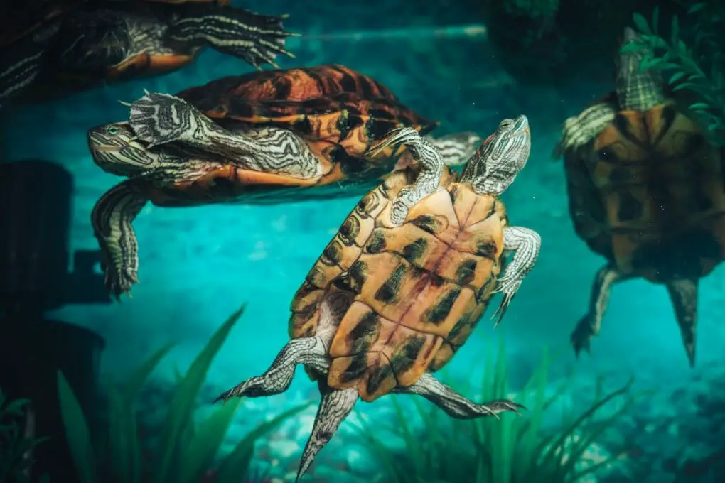 Can Red-Eared Slider Turtles Eat Cucumbers: Significant Pros and Cons ...