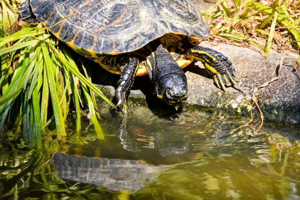 Can Red-Eared Sliders Eat Broccoli: A Guide to Safely Feeding ...