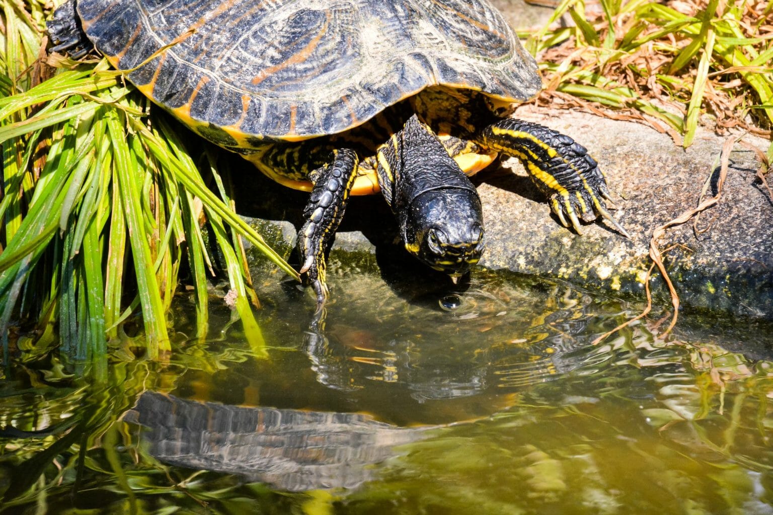 Can Red-eared Sliders Eat Broccoli: A Guide To Safely Feeding 