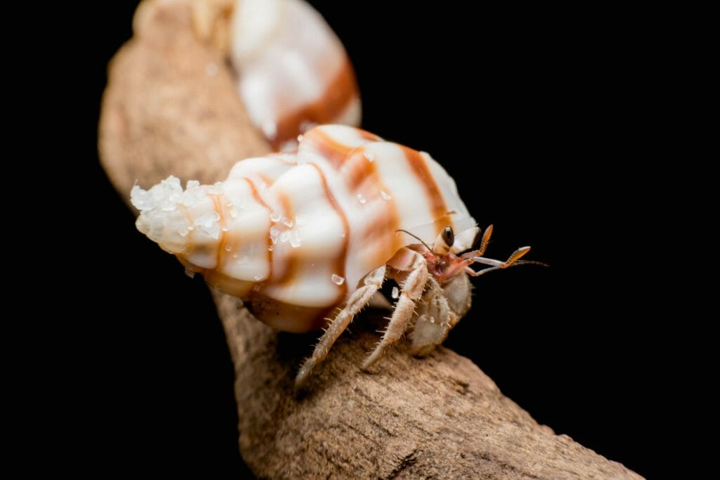 Can Hermit Crabs Hear Hermit Crabs' Amazing Ability HomeTanks