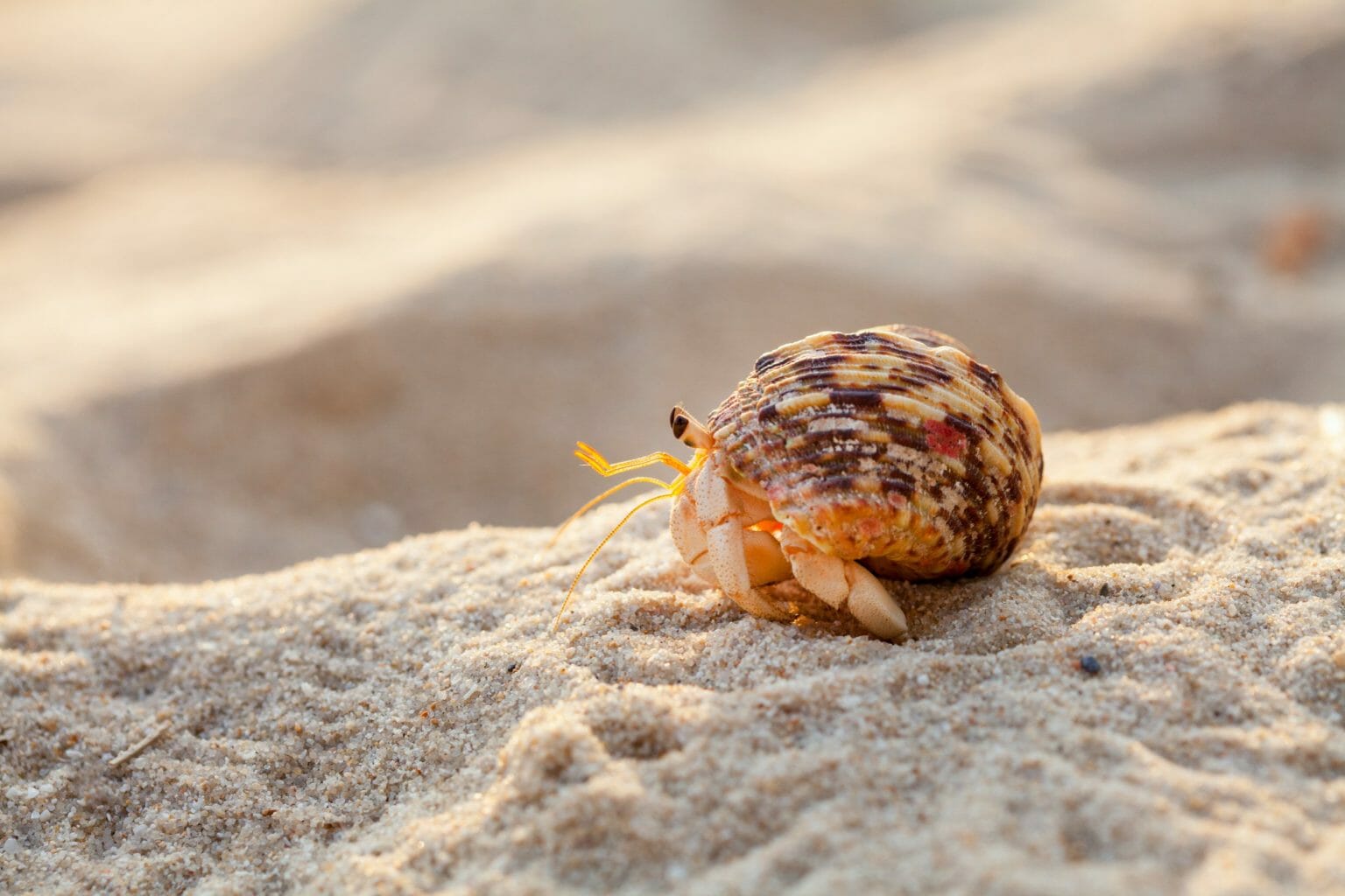 do-hermit-crabs-need-heat-facts-and-tips-in-maintaining-their