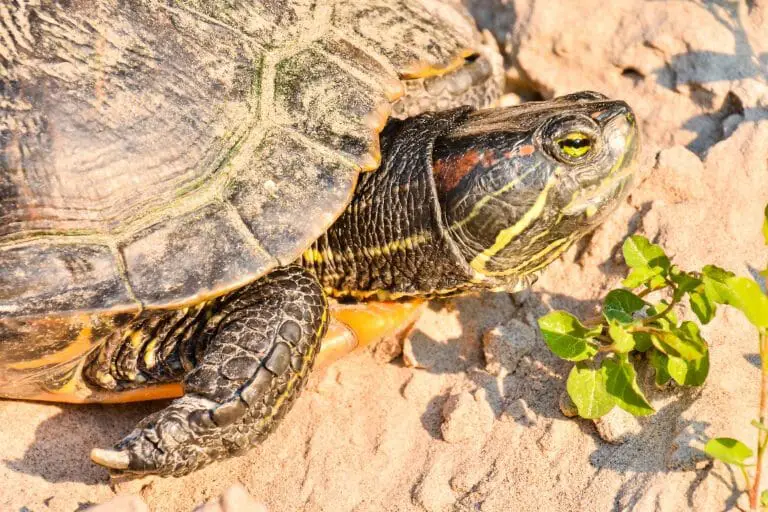 Can Red-Eared Slider Turtles Eat Cucumbers: Significant Pros and Cons ...