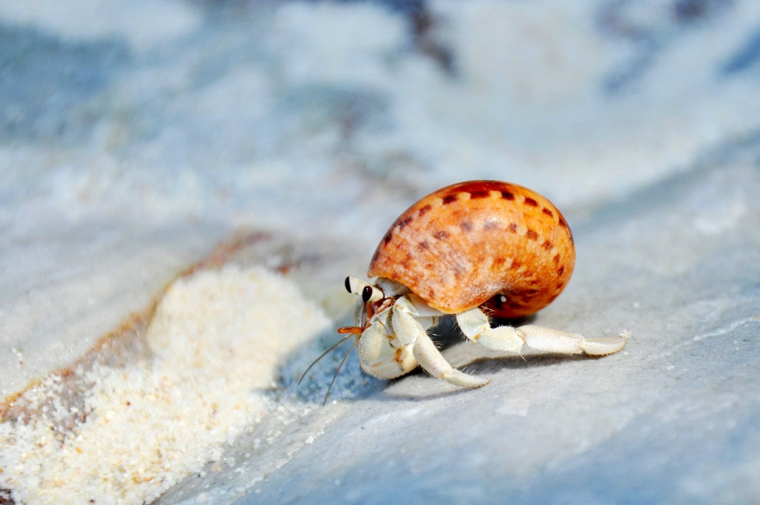 Do Hermit Crabs Need a Heat Lamp Can They Survive Without One? HomeTanks