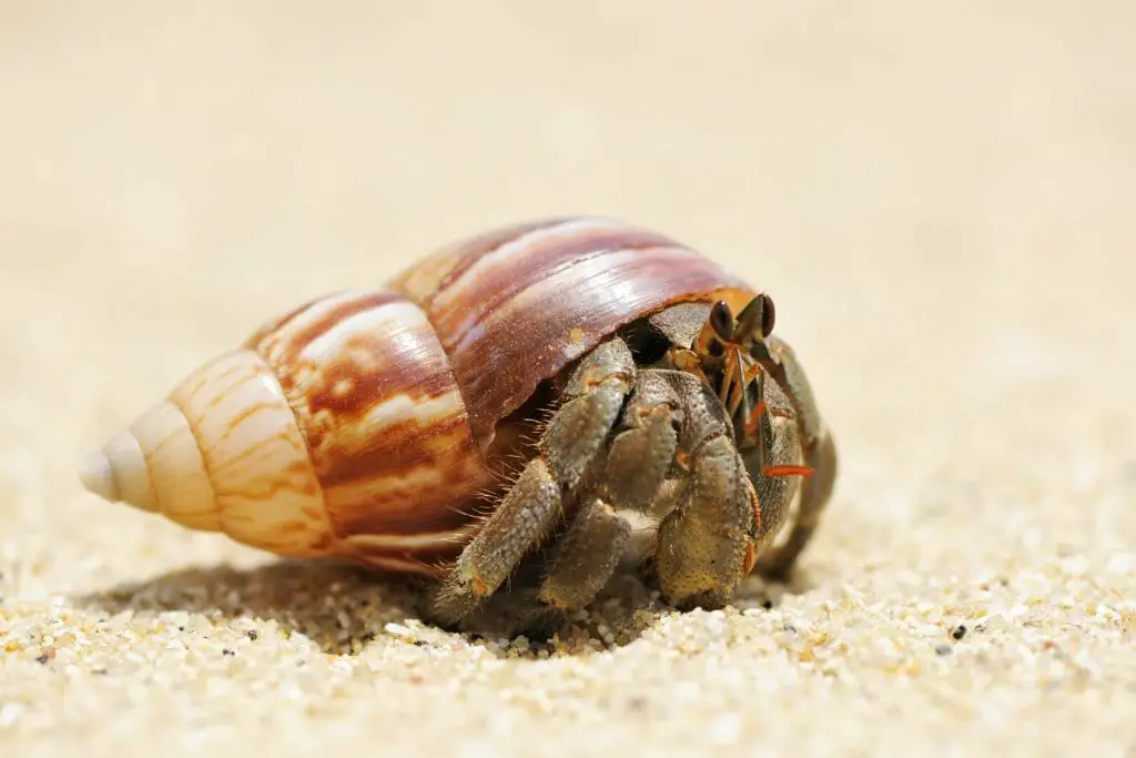 How Much Does a Hermit Crab Cost: Other Expenses Needed - HomeTanks