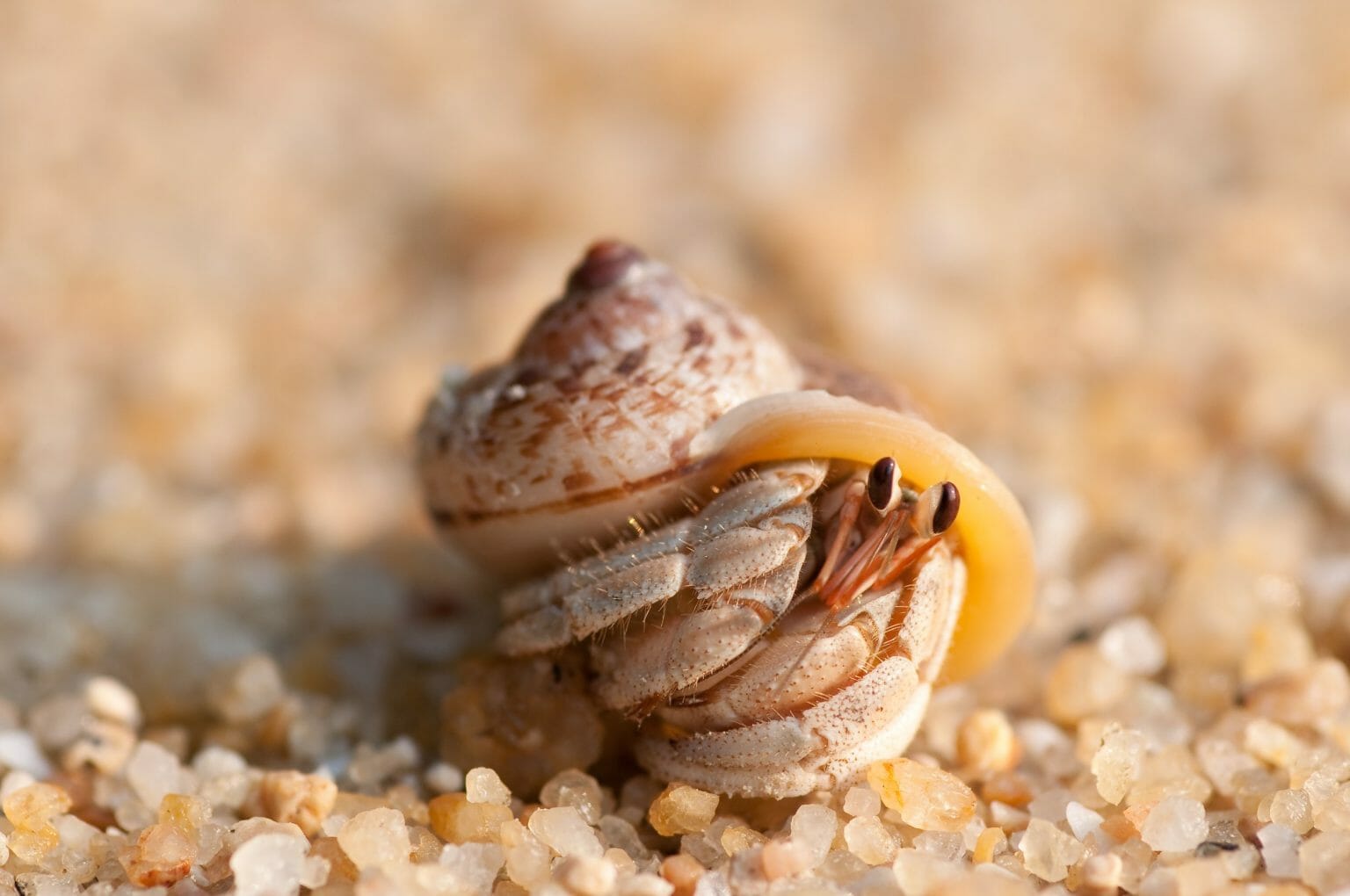 Do Hermit Crabs Need a Heater Hermit Crabs and Their Heat Requirement