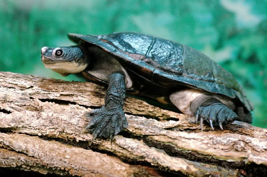 Why Do Red-Eared Slider Turtles Bite Each Other: Reasons and Prevention