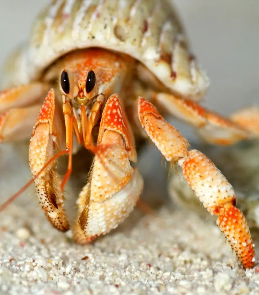 Are Hermit Crabs Born With A Shell