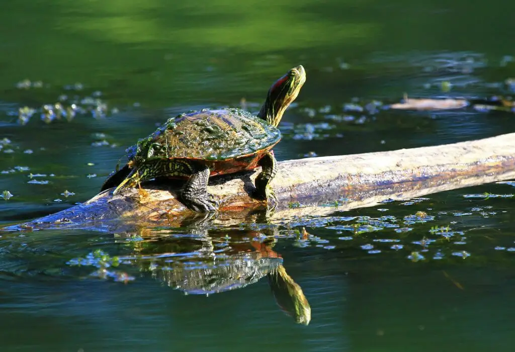 Do Red-Eared Slider Turtles Eat Fish: Your Pet's Main Diet - HomeTanks