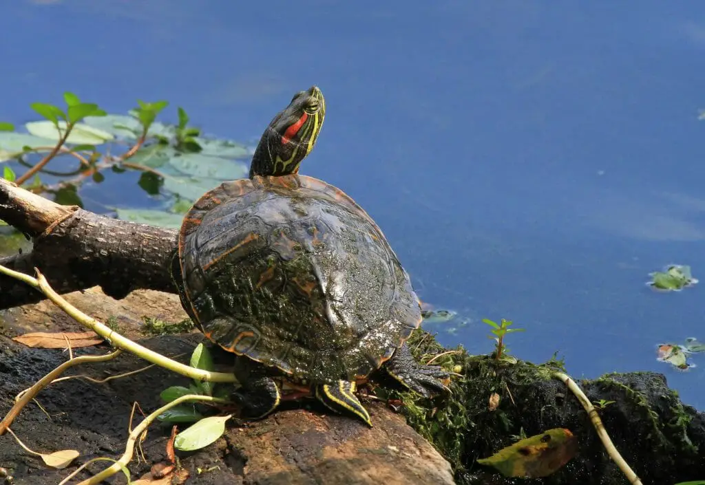 Can Red-Eared Sliders Eat Celery: How to Feed Celery to Your Turtles ...