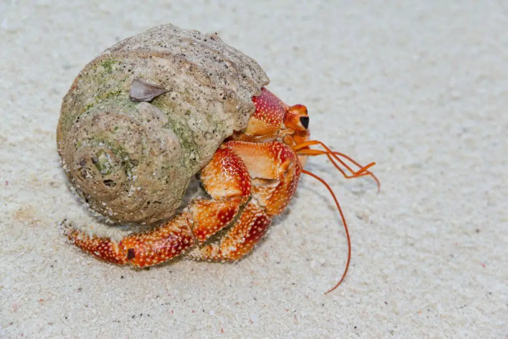 Why Is My Hermit Crab Chirping: Is It Normal or Bad?