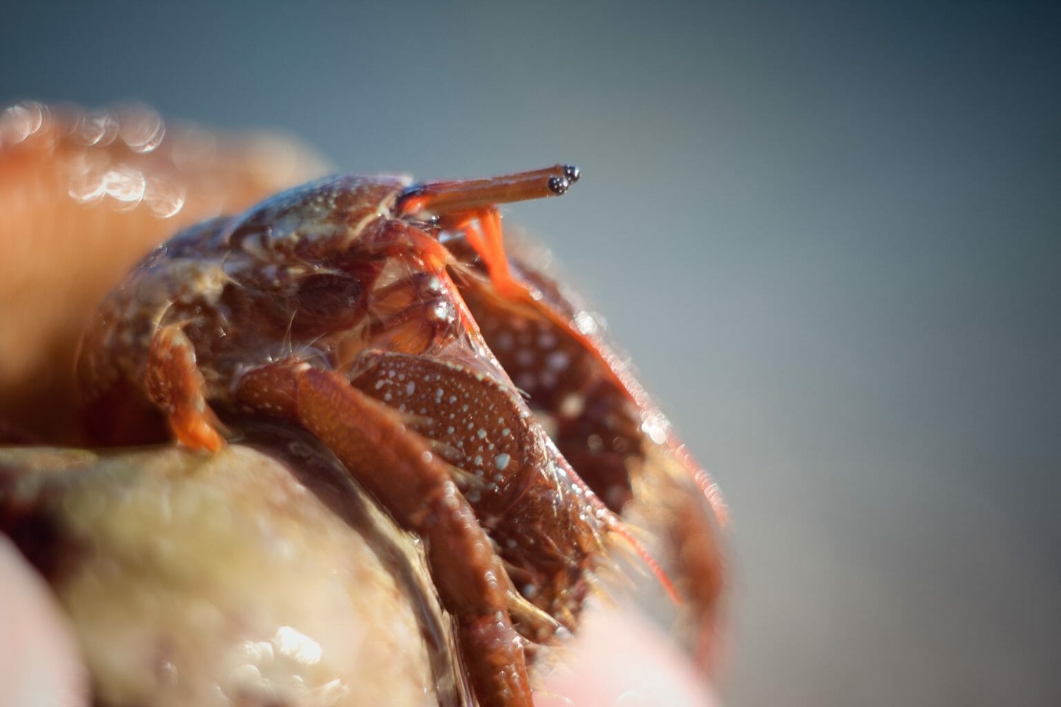 Can You Leave A Heat Lamp On All Night For Hermit Crabs at Curtis ...