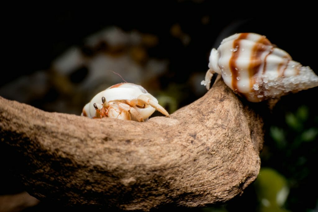 Can Hermit Crabs Hear Hermit Crabs' Amazing Ability HomeTanks