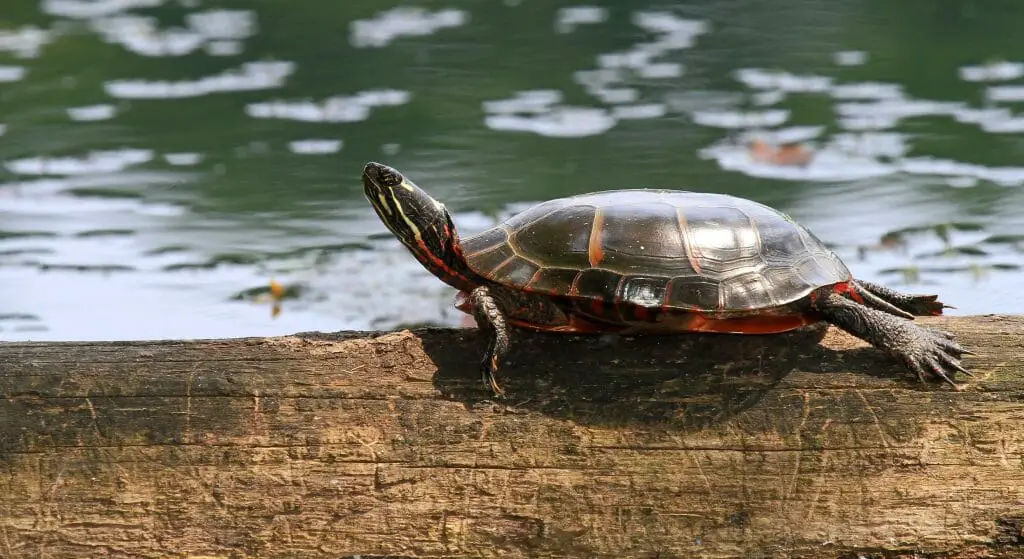 Do Red-Eared Sliders Make Noise: Understanding the Sounds That These ...