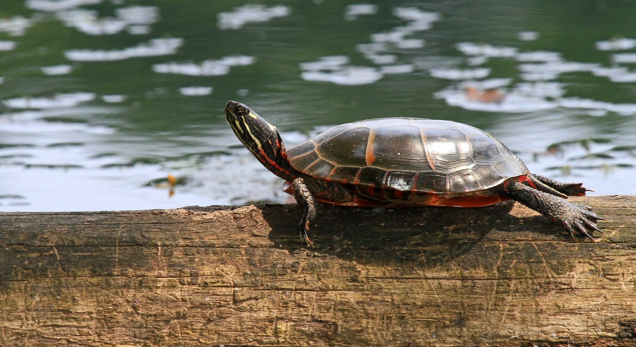 Do Red-Eared Sliders Make Noise: Understanding the Sounds That These ...