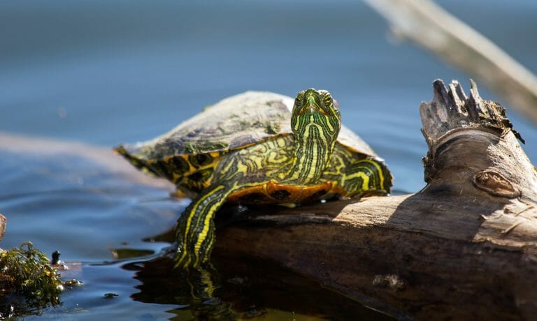 Can Red-Eared Slider Turtles Eat Fruit: Do's and Don'ts in Feeding Your Pet