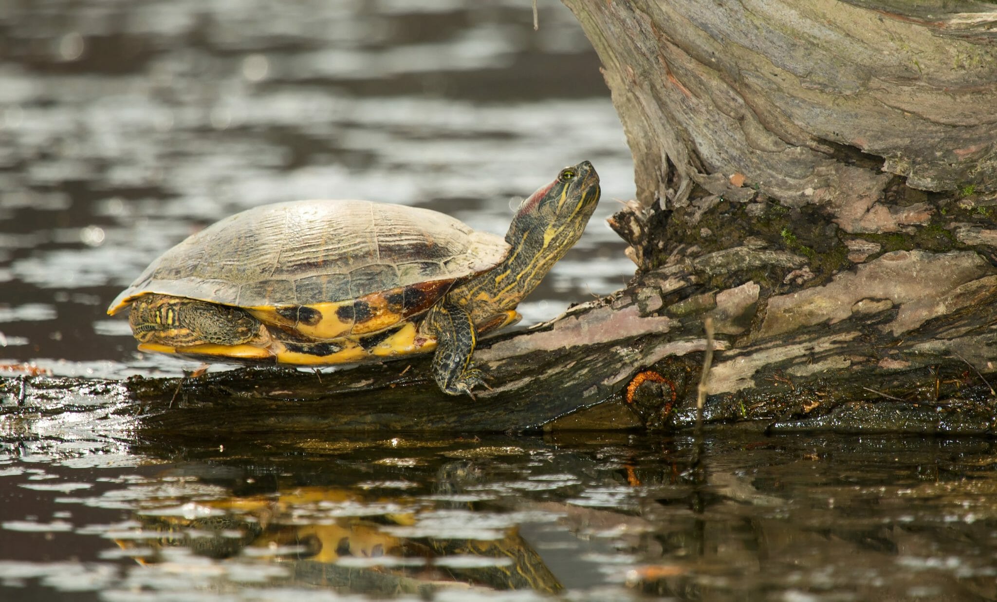 Can Red Eared Slider Turtles Hear: Hearing Abilities and Their Importance