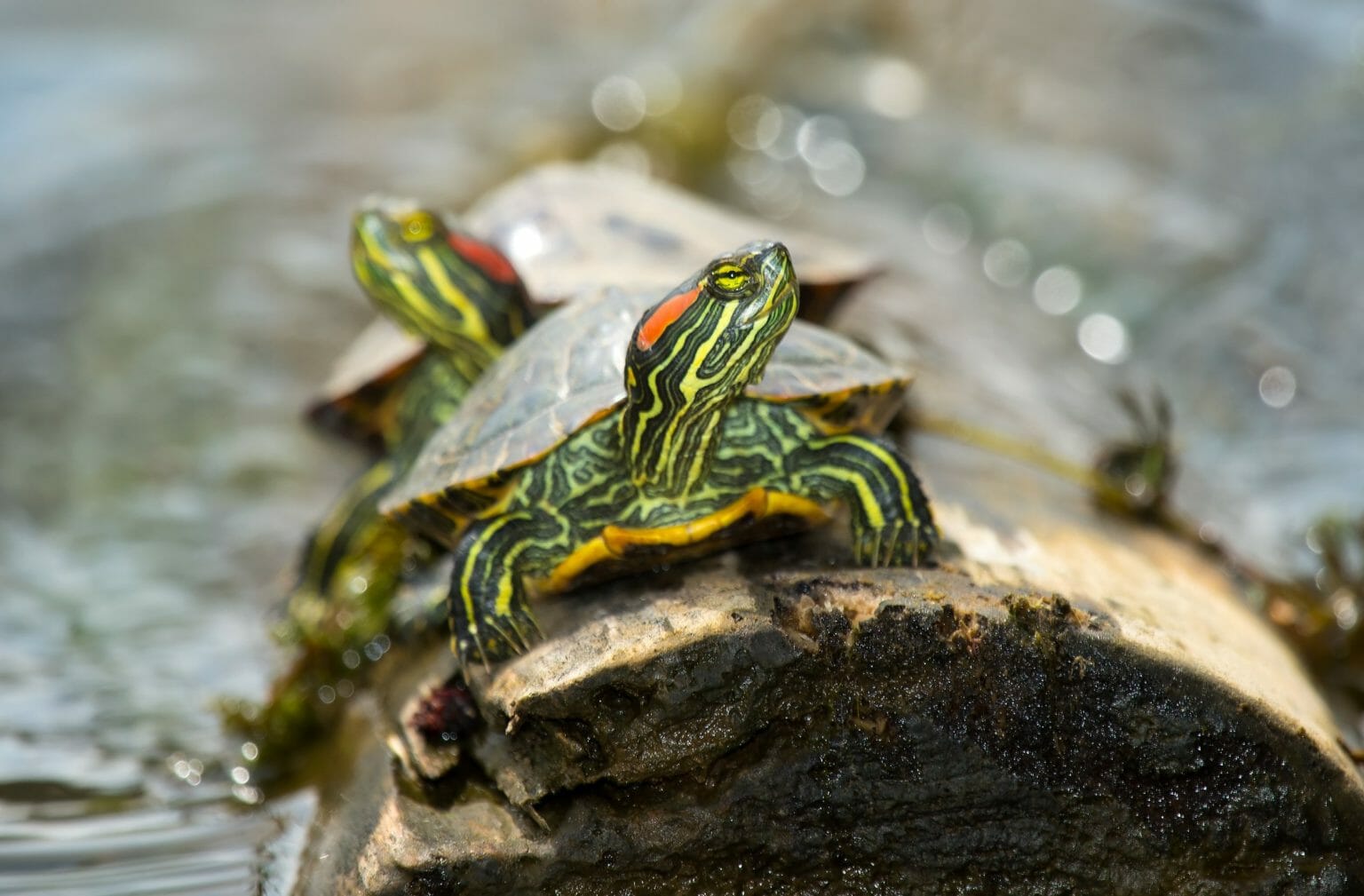 can-red-eared-slider-turtles-hear-hearing-abilities-and-their-importance