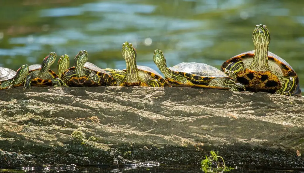 Red-Eared Slider Tank Size: What's the Best Option for Your Pet ...