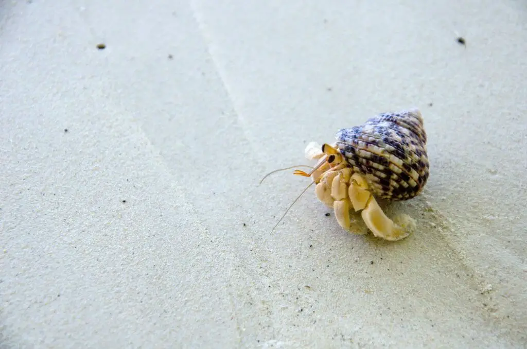 why-did-my-hermit-crab-come-out-of-its-shell-reasons-and-solutions