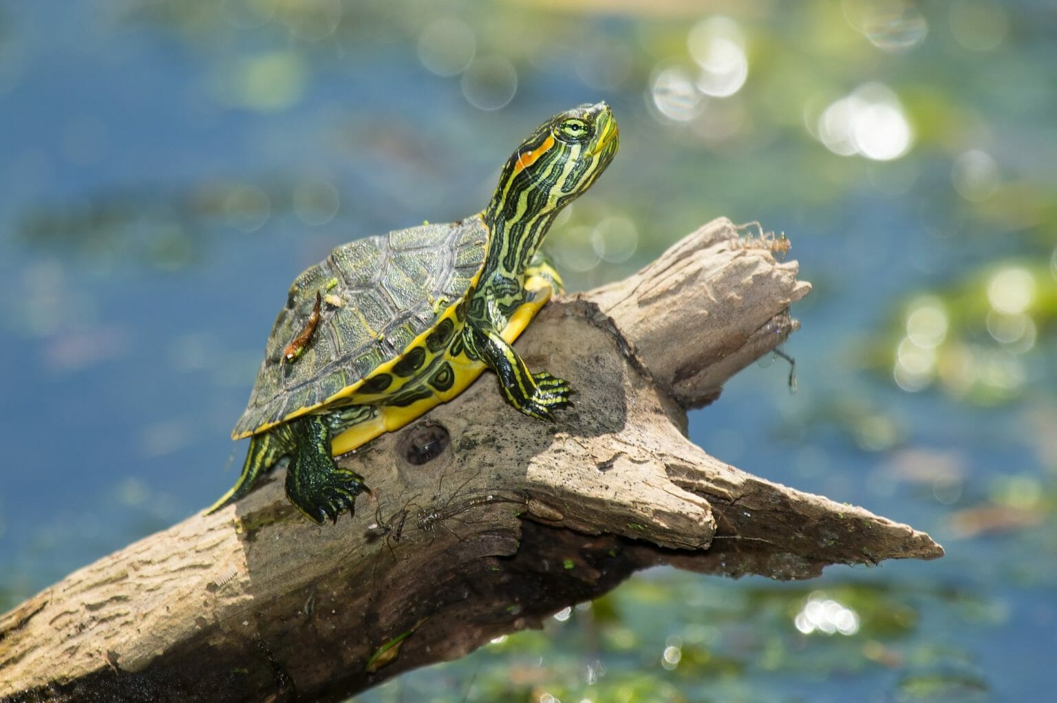 Can Red-Eared Sliders Breathe Underwater: Fascinating Facts About the ...