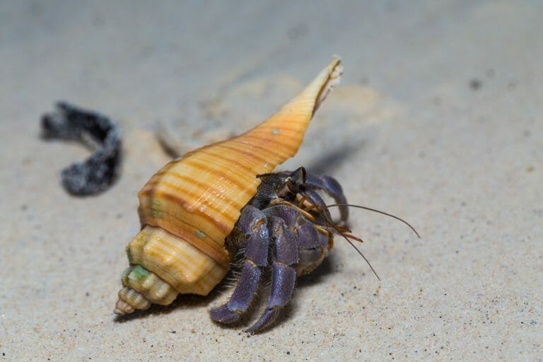 Why Did My Hermit Crab Come Out of Its Shell: Reasons and Solutions