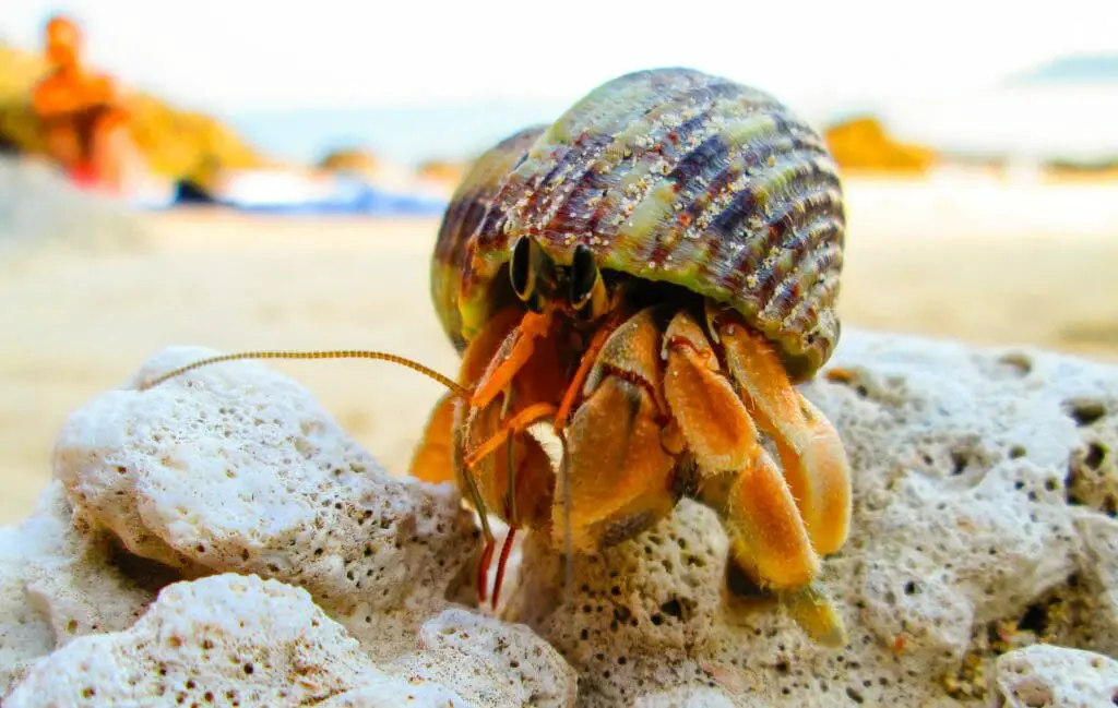 Can Hermit Crabs Eat Oranges: Things to Consider When Feeding Oranges ...