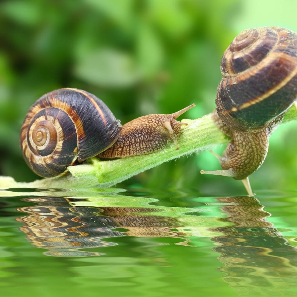 what-do-freshwater-snails-eat-foods-that-are-safe-for-your-snails