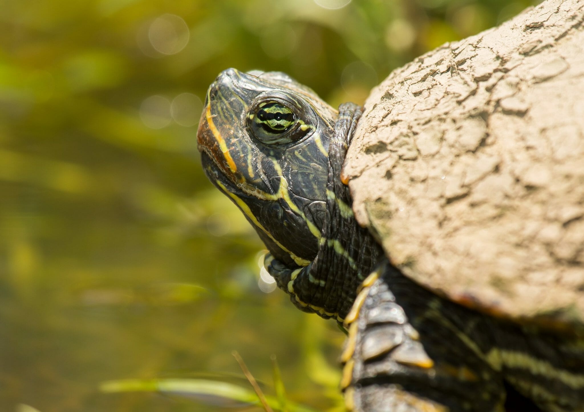 Different Types of Red-Eared Slider Turtles: General Facts and Things ...