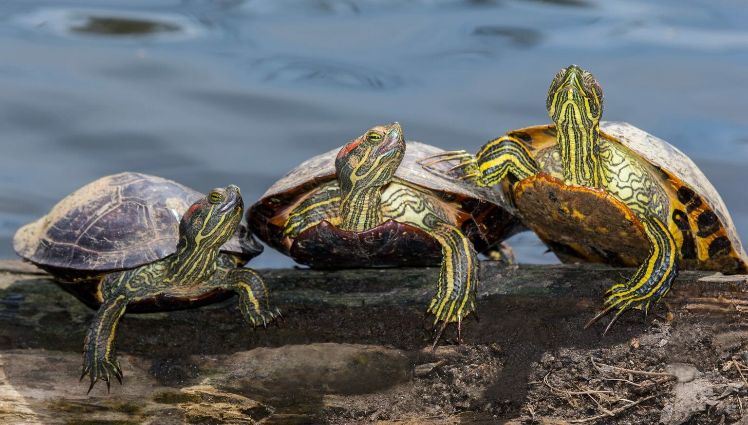 Red-Eared Slider Turtles Lifespan: Factors, Life Cycle, and Improving ...