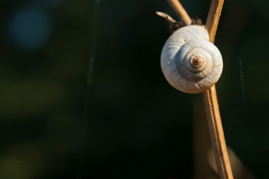 Do Freshwater Snails Eat Algae How Snails Keep Aquariums Clean and