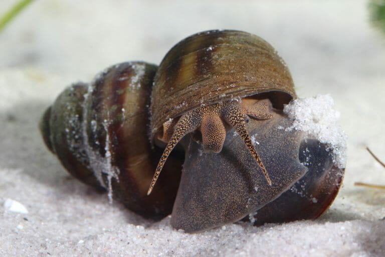 Do Freshwater Snails Need a Filter: Tips in Keeping Freshwater Snails ...