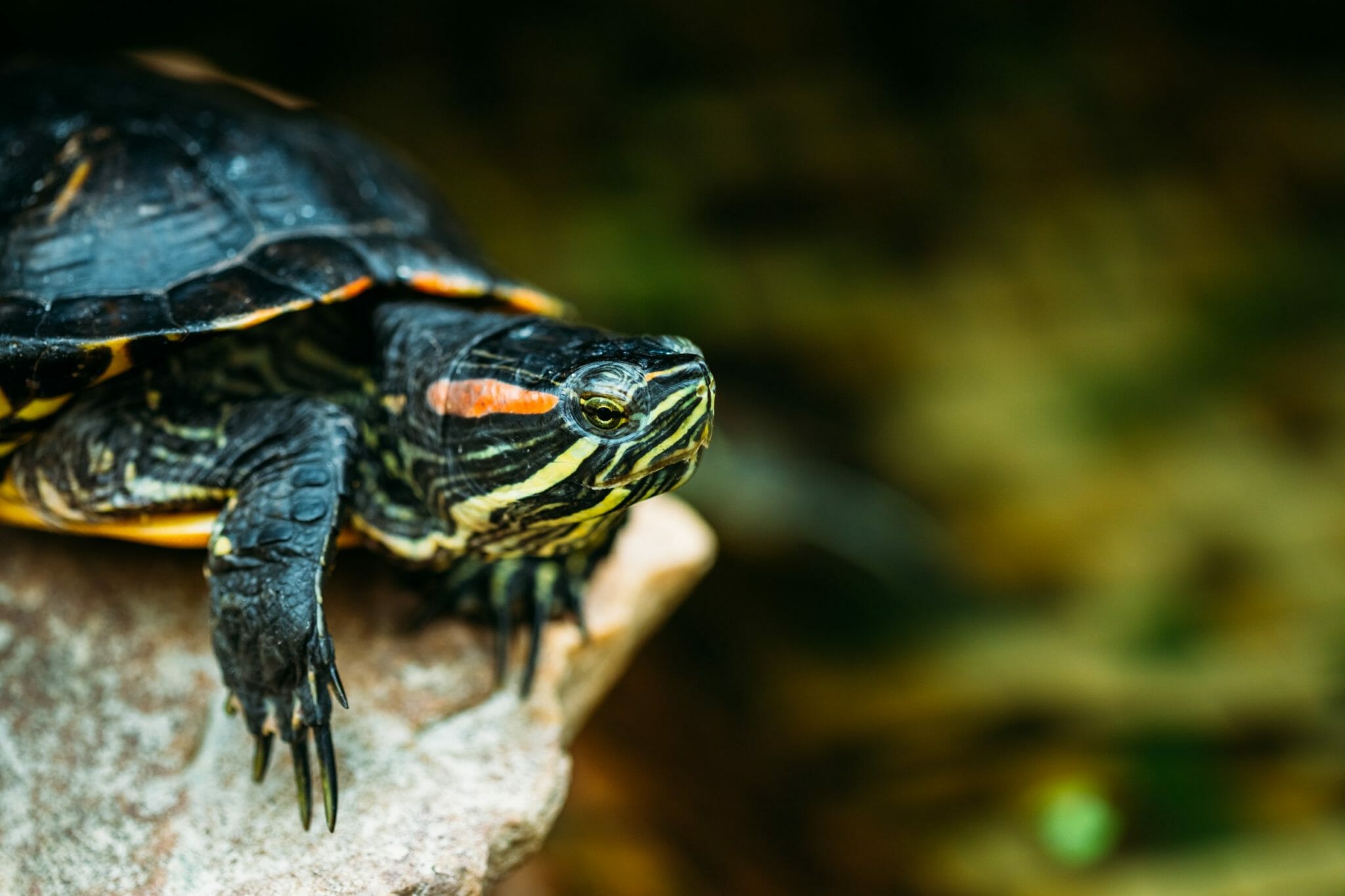 Can Red-Eared Sliders See in the Dark: Facts About Their Fascinating ...