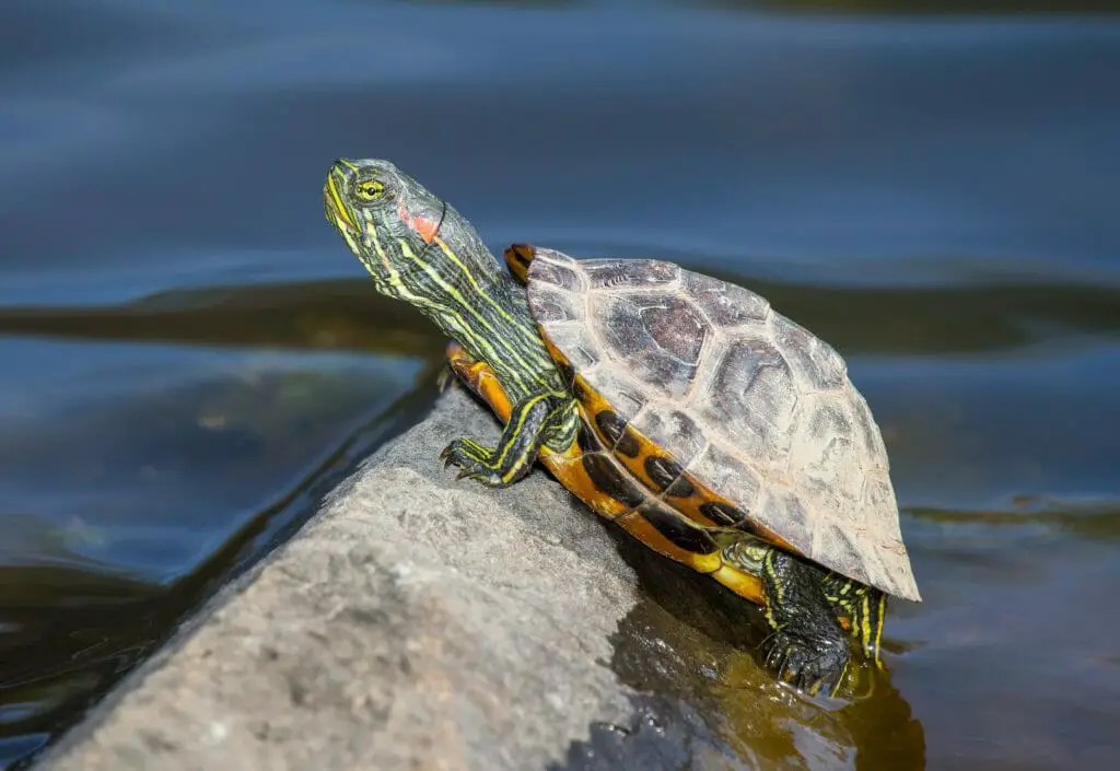 Do Red-Eared Sliders Need Water: What to Know When Providing Your ...